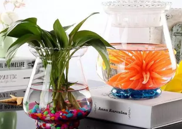 水培植物了解下？高雅美观易培养！