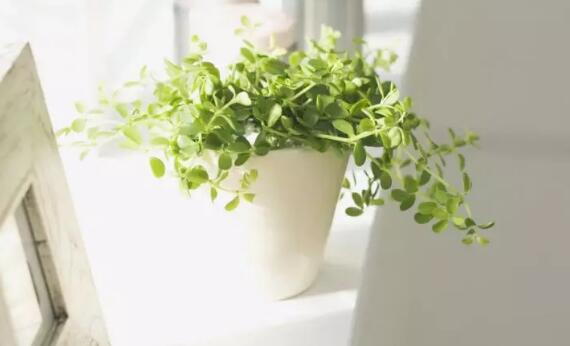 为办公室增添一些绿意？绿植盆栽怎样挑选？
